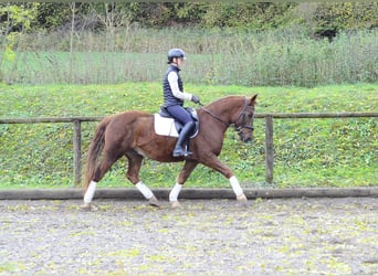 Altri pony/cavalli di piccola taglia, Castrone, 4 Anni, 150 cm, Sauro