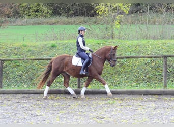Altri pony/cavalli di piccola taglia, Castrone, 4 Anni, 150 cm, Sauro