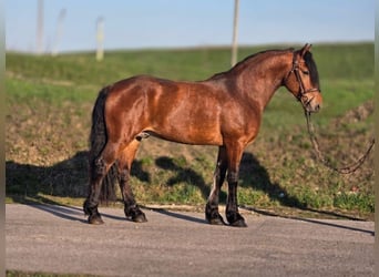 Altri pony/cavalli di piccola taglia, Castrone, 4 Anni, 152 cm, Baio