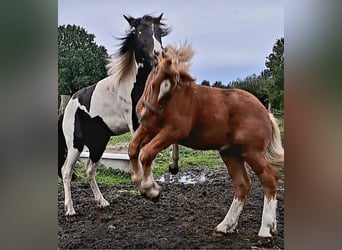 Altri pony/cavalli di piccola taglia Mix, Castrone, 4 Anni, 152 cm, Pezzato