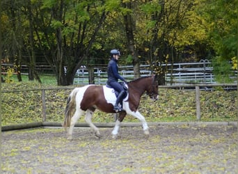 Altri pony/cavalli di piccola taglia, Castrone, 4 Anni, 156 cm, Pezzato