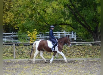 Altri pony/cavalli di piccola taglia, Castrone, 4 Anni, 156 cm, Pezzato