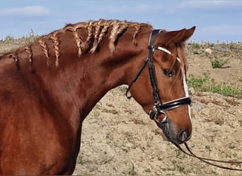 Altri pony/cavalli di piccola taglia, Castrone, 4 Anni, 158 cm, Sauro
