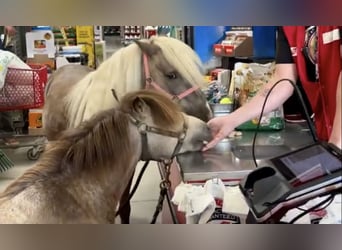 Altri pony/cavalli di piccola taglia, Castrone, 4 Anni, 81 cm, Falbo