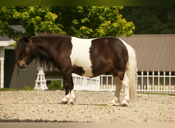 Altri pony/cavalli di piccola taglia, Castrone, 4 Anni, 81 cm