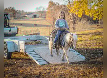 Altri pony/cavalli di piccola taglia, Castrone, 4 Anni, 86 cm, Palomino