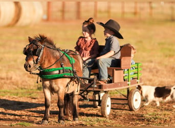 Altri pony/cavalli di piccola taglia, Castrone, 4 Anni, 89 cm, Baio roano