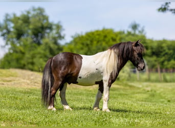 Altri pony/cavalli di piccola taglia, Castrone, 4 Anni, 89 cm, Pezzato