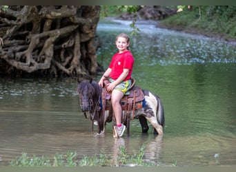 Altri pony/cavalli di piccola taglia, Castrone, 4 Anni, 89 cm, Pezzato