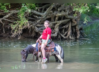 Altri pony/cavalli di piccola taglia, Castrone, 4 Anni, 89 cm, Pezzato