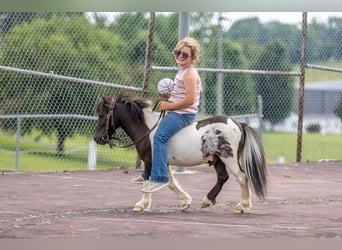 Altri pony/cavalli di piccola taglia, Castrone, 4 Anni, 89 cm, Pezzato