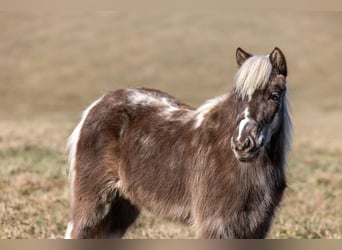 Altri pony/cavalli di piccola taglia, Castrone, 4 Anni, 89 cm, Pezzato