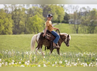 Altri pony/cavalli di piccola taglia, Castrone, 4 Anni, 89 cm, Pezzato
