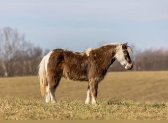 Altri pony/cavalli di piccola taglia, Castrone, 4 Anni, 89 cm, Pezzato
