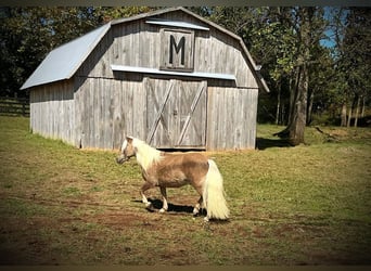 Altri pony/cavalli di piccola taglia, Castrone, 4 Anni, 94 cm, Baio ciliegia