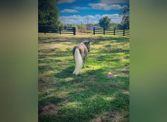 Altri pony/cavalli di piccola taglia, Castrone, 4 Anni, 94 cm, Baio ciliegia