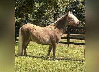 Altri pony/cavalli di piccola taglia, Castrone, 4 Anni, 94 cm, Baio ciliegia