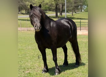 Altri pony/cavalli di piccola taglia, Castrone, 4 Anni, 94 cm, Morello