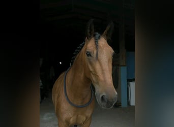 Altri pony/cavalli di piccola taglia, Castrone, 4 Anni, Baio