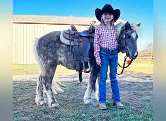 Altri pony/cavalli di piccola taglia, Castrone, 5 Anni, 102 cm