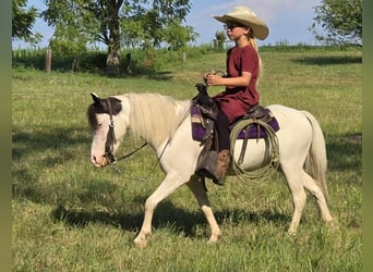 Altri pony/cavalli di piccola taglia, Castrone, 5 Anni, 102 cm, Pezzato