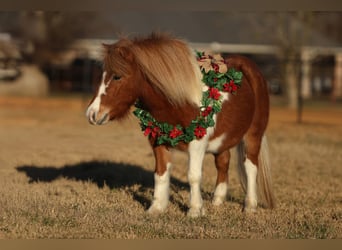Altri pony/cavalli di piccola taglia, Castrone, 5 Anni, 102 cm, Pezzato