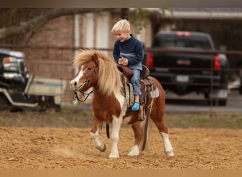 Altri pony/cavalli di piccola taglia, Castrone, 5 Anni, 102 cm, Pezzato
