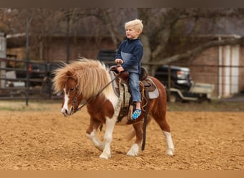 Altri pony/cavalli di piccola taglia, Castrone, 5 Anni, 102 cm, Pezzato