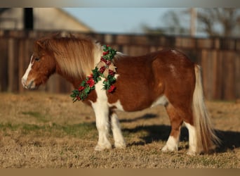Altri pony/cavalli di piccola taglia, Castrone, 5 Anni, 102 cm, Pezzato