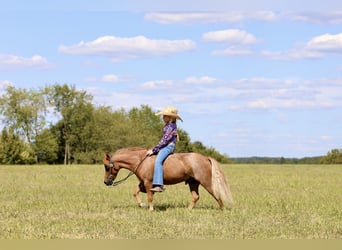 Altri pony/cavalli di piccola taglia, Castrone, 5 Anni, 102 cm, Roano rosso