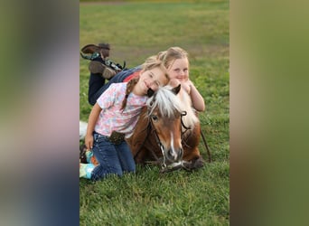 Altri pony/cavalli di piccola taglia, Castrone, 5 Anni, 104 cm, Pezzato