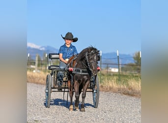Altri pony/cavalli di piccola taglia, Castrone, 5 Anni, 109 cm, Morello