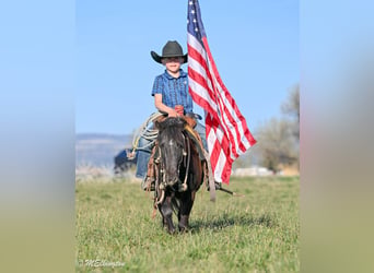 Altri pony/cavalli di piccola taglia, Castrone, 5 Anni, 109 cm, Morello