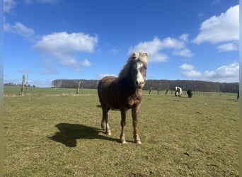 Altri pony/cavalli di piccola taglia Mix, Castrone, 5 Anni, 110 cm, Sauro scuro