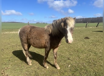 Altri pony/cavalli di piccola taglia Mix, Castrone, 5 Anni, 110 cm, Sauro scuro
