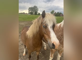 Altri pony/cavalli di piccola taglia Mix, Castrone, 5 Anni, 110 cm, Sauro scuro