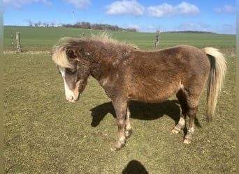 Altri pony/cavalli di piccola taglia Mix, Castrone, 5 Anni, 110 cm, Sauro scuro