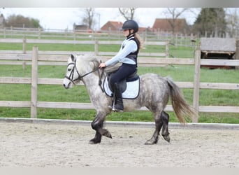 Altri pony/cavalli di piccola taglia, Castrone, 5 Anni, 115 cm, Leardo
