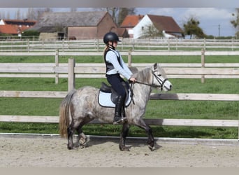 Altri pony/cavalli di piccola taglia, Castrone, 5 Anni, 115 cm, Leardo