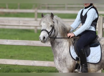 Altri pony/cavalli di piccola taglia, Castrone, 5 Anni, 115 cm, Leardo