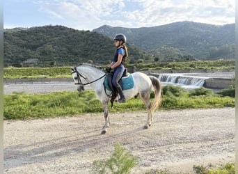 Altri pony/cavalli di piccola taglia, Castrone, 5 Anni, 117 cm, Grigio