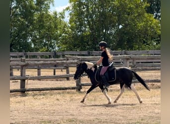 Altri pony/cavalli di piccola taglia, Castrone, 5 Anni, 117 cm, Pezzato