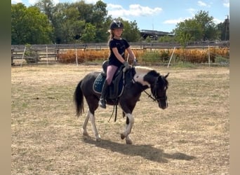 Altri pony/cavalli di piccola taglia, Castrone, 5 Anni, 117 cm, Pezzato