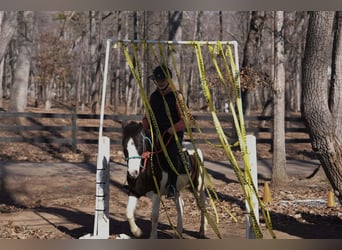 Altri pony/cavalli di piccola taglia, Castrone, 5 Anni, 119 cm