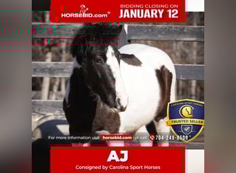 Altri pony/cavalli di piccola taglia, Castrone, 5 Anni, 119 cm, Pezzato