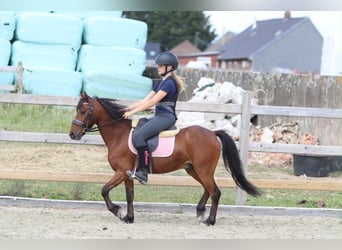 Altri pony/cavalli di piccola taglia, Castrone, 5 Anni, 120 cm, Baio
