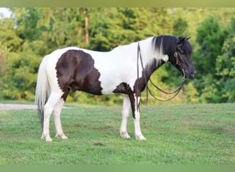 Altri pony/cavalli di piccola taglia, Castrone, 5 Anni, 122 cm, Pezzato