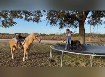 Altri pony/cavalli di piccola taglia, Castrone, 5 Anni, 124 cm, Pezzato