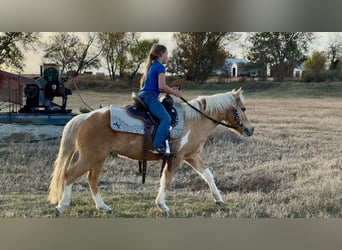 Altri pony/cavalli di piccola taglia, Castrone, 5 Anni, 124 cm, Pezzato