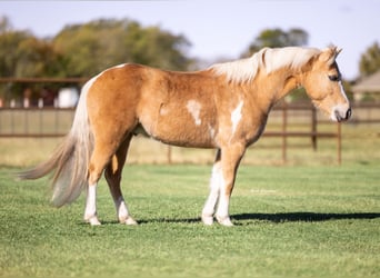 Altri pony/cavalli di piccola taglia, Castrone, 5 Anni, 124 cm, Pezzato